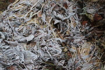 Hoarfrost on the River leaves
