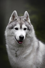 beautiful grey and white siberian husky dog portrait in the green fog pine forest