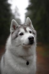 beautiful grey and white siberian husky dog portrait in the green fog pine forest