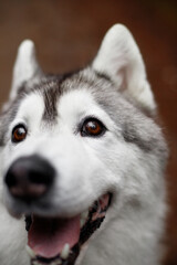 beautiful grey and white siberian husky dog portrait in the green fog pine forest