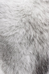 close up of fur texture of siberian husky dog