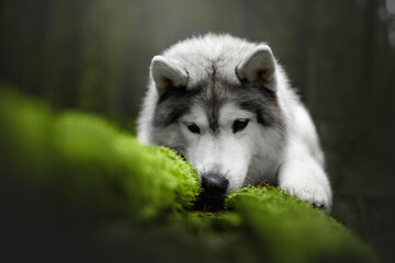 beautiful grey and white siberian husky dog portrait in the green fog pine forest on the moss © Krystsina