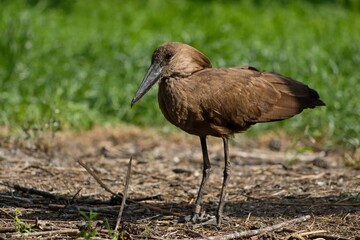 The hamerkop