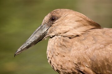 The hamerkop