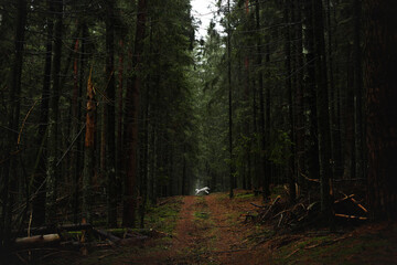 beautiful grey and white siberian husky dog far portrait in the green fog pine forest © Krystsina