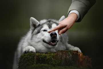 beautiful grey and white siberian husky dog portrait in the green fog pine forest on the stump © Krystsina