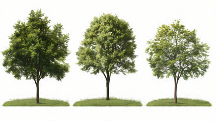 set american virginiana ostrya