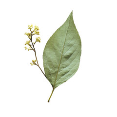 Close-up of a Single Leaf and Blossom