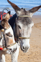 Donkey rides, close up shot of two donkeys on a beach waiting for children to come along and have...