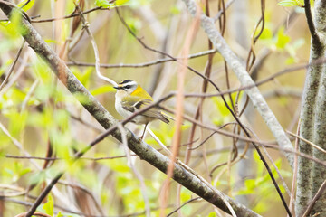 Small passerine bird, the Common firecrest looking for food in the middle of bushes during a spring day in boreal forest in rural Estonia, Northern Europe