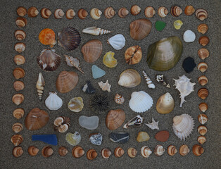 Sea shells on sand, Summer beach background,Seashells on a summer beach and sand as background, Sea...