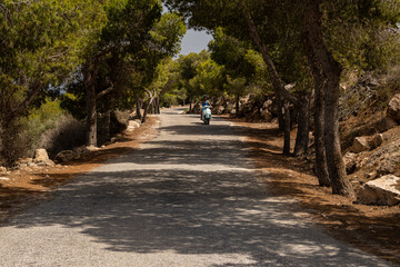 Tree-Lined Pathway Leading to the Beach