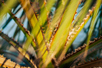 Tropical Plant Details in Bright Sunlight