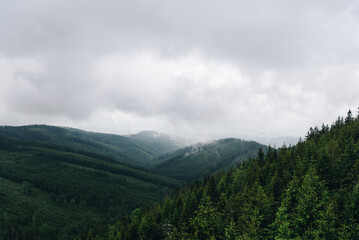 Mountains covered with deep forest and a grey cloudy sky on the background