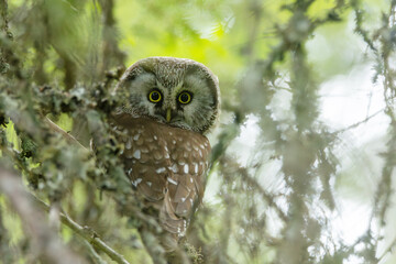 A cute Boreal owl perched on a Spruce branch and staring in an old-growth forest in Riisitunturi National Park, Northern Finland	