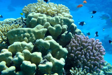 Undersea coral reef view, Red Sea, Egypt, Sharm El Sheikh, Montazah Bay
