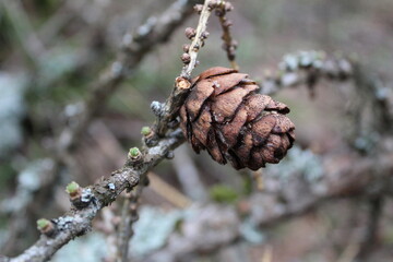 Larch cones in close-up on a tree branch in spring