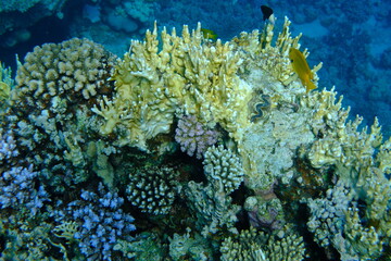 Undersea coral reef view, Red Sea, Egypt, Sharm El Sheikh, Montazah Bay
