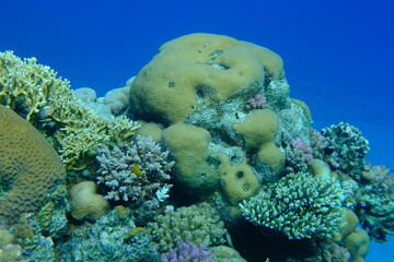 Undersea coral reef view, Red Sea, Egypt, Sharm El Sheikh, Montazah Bay  © Alexey