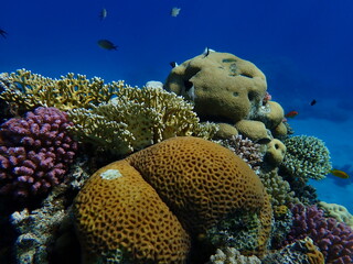 Undersea coral reef view, Red Sea, Egypt, Sharm El Sheikh, Montazah Bay
