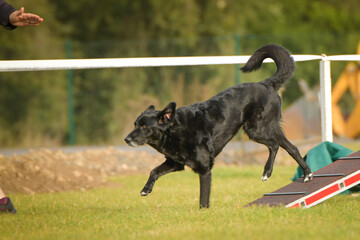 Dog is running in agility park on dog walk. She teachs new thing for competition.	
