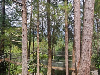 trees in the forest with suspension bridge