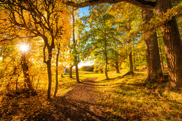 autumn in the park