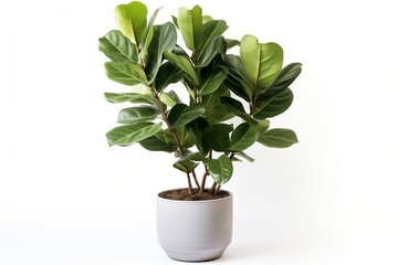 Obraz premium A lush green houseplant in a modern pot, perfect for home decor and enhancing indoor spaces with natural beauty.