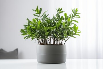 Fototapeta premium A lush green plant in a modern pot, adding freshness and vibrancy to a stylish indoor space.