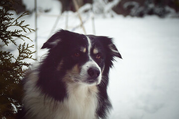 Tricolor border collie is sitting on the field in the snow. He is so fluffy dog.	

