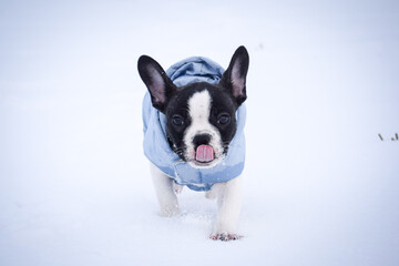 Small french bulldog is running in the snow. He has a coat	