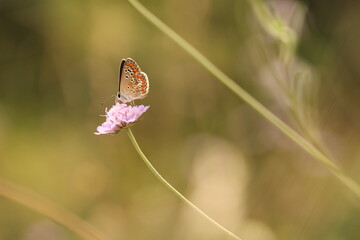 una farfalla licenide su un fiore in un prato