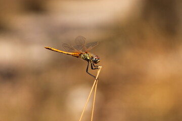 una libellula su dell'erba in estate