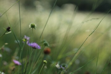 prato fiorito in estate con fiore di scabiosa
