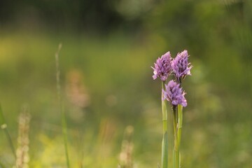 fiori di orchidea selvatica in primavera