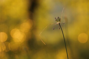 fiore di allium carinatum in estate al tramonto