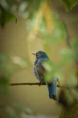 Birds are standing on the branch in zoo. Summer day in zoo.	
