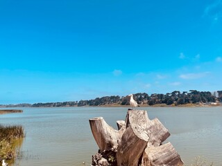 Lake Merced