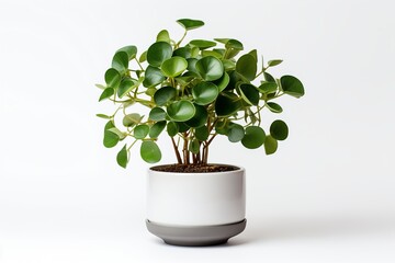 A vibrant green pilea plant in a minimalist pot, perfect for modern home decor and indoor gardening enthusiasts.