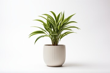 A vibrant green plant in a white pot, perfect for home decor, adding a touch of nature and freshness to any space.