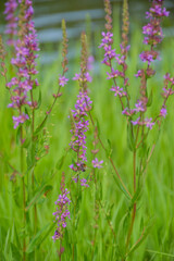 purple flowering plant on the bank of the pond	
