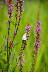 purple flowering plant on the bank of the pond	
