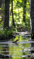 Fototapeta premium A serene forest scene with a stream and a frog, highlighting nature's tranquility.