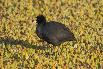 Black bird amid green foliage
