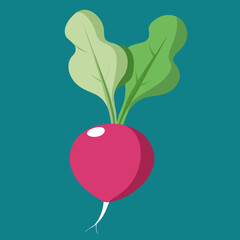 radish vector design
