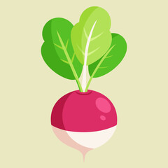 radish vector design