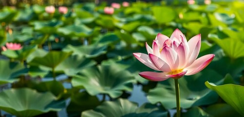 a lush lotus pond, a beautiful lotus flower in full bloom, detailed petals, serene water, natural lighting, vibrant colors, calming atmosphere, detailed textures, photo-realistic