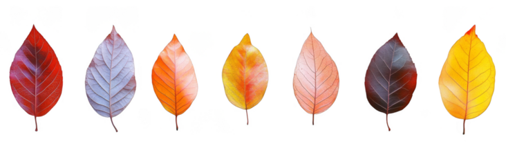 red and yellow autumn leaves