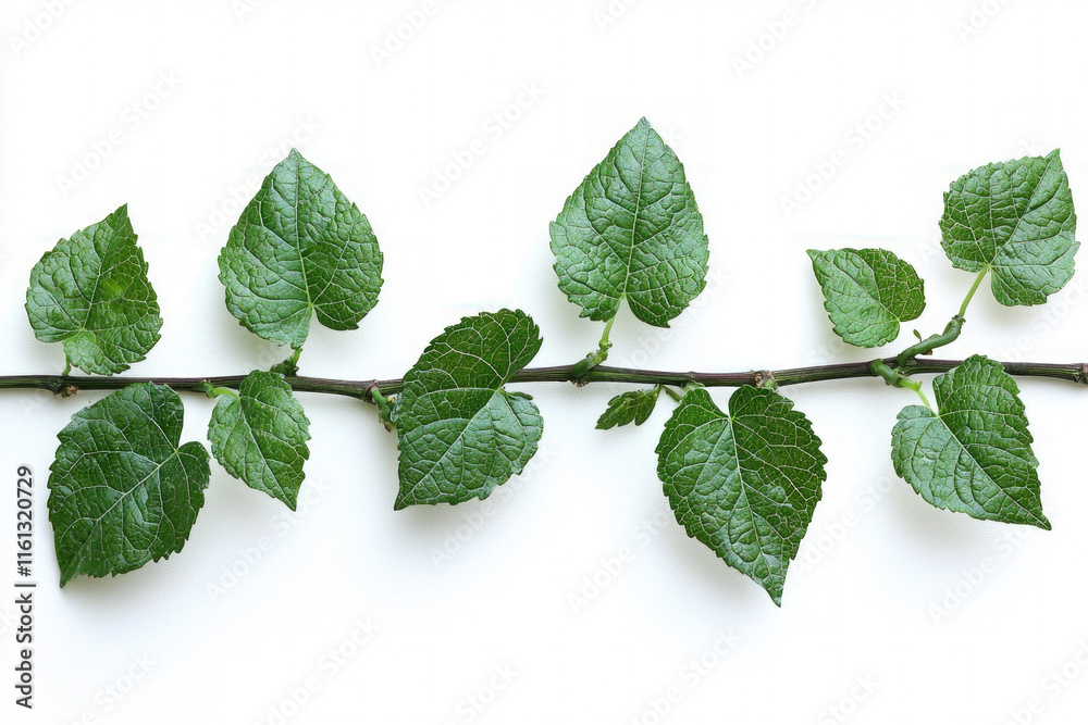 Canvas Prints grape vine on white background