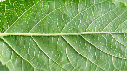 leaf texture